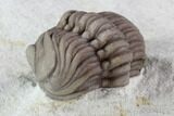Wide, Enrolled Lochovella (Reedops) Trilobite - Oklahoma #94003-3